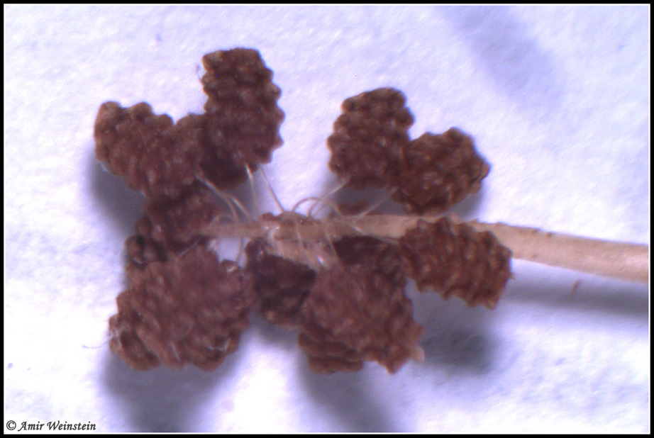 Unidietified larva form Israel - Chrysomelidae Clytrinae